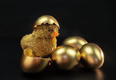 golden chicken egg